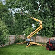 Reliable Mackinaw, IL Tree Care Solutions