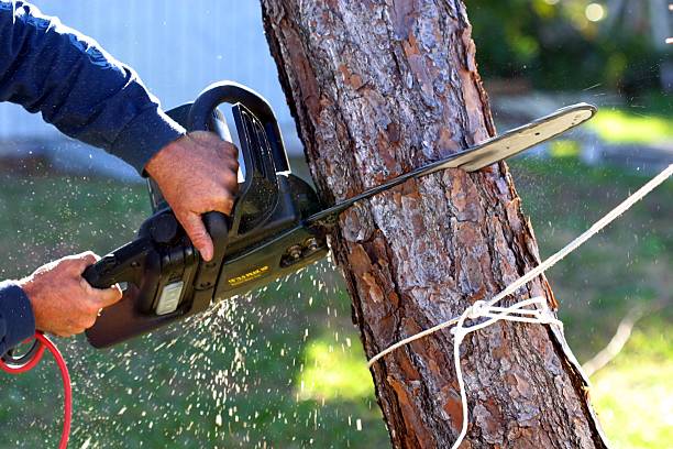 Pest Control for Lawns in Mackinaw, IL